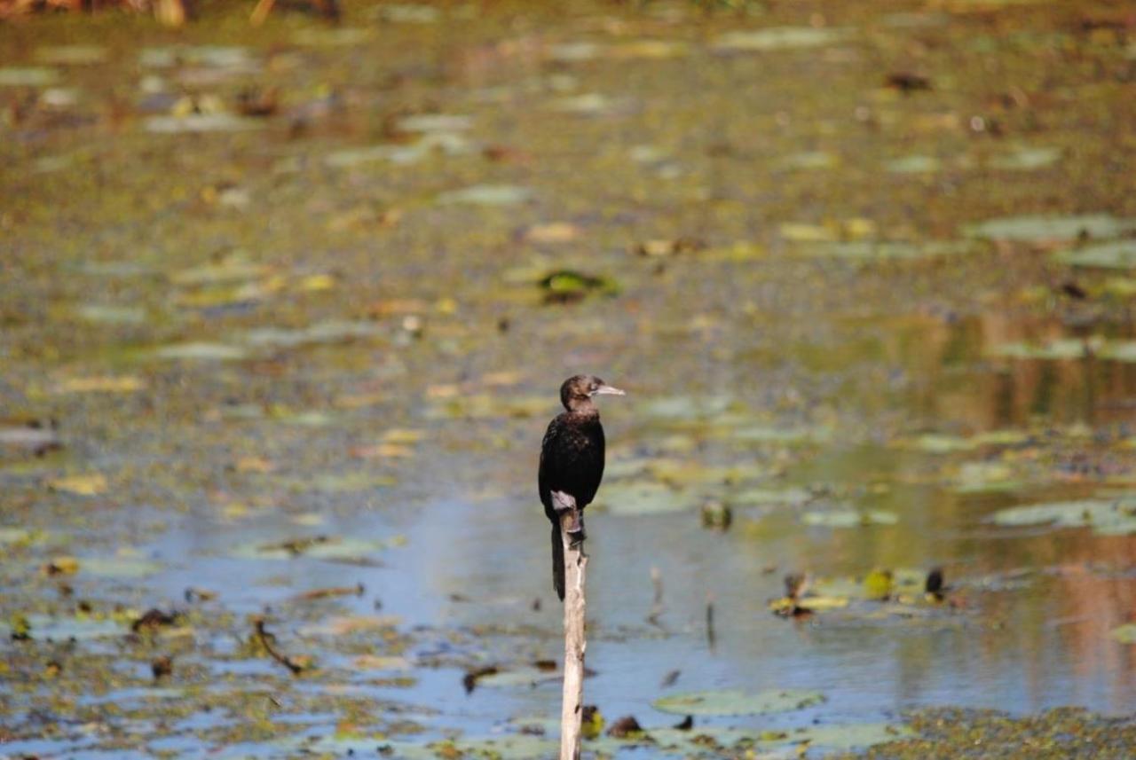 Three Little Birds Hotel Tangalle Luaran gambar
