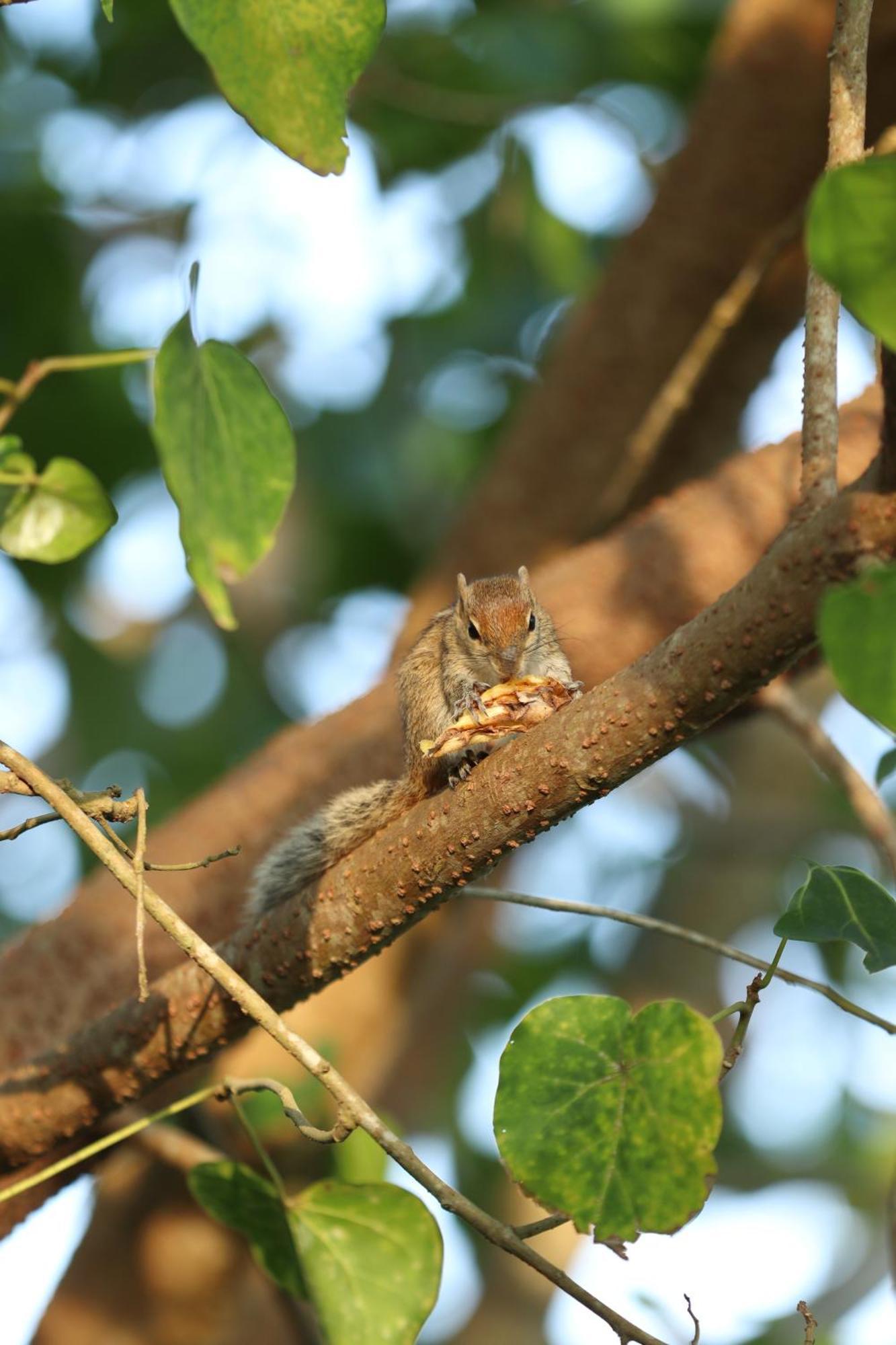 Three Little Birds Hotel Tangalle Luaran gambar